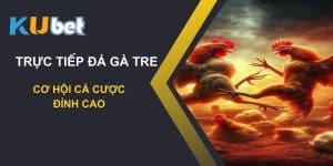 Thưởng thức trực tiếp đá gà tre trên Kubet - Cơ hội cá cược đỉnh cao